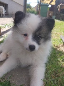 Nemecký špic strední strakoš s PP FCI