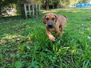 Brazilská fila, štenata s PP