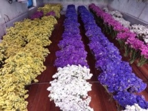 Barevná statice-limonka