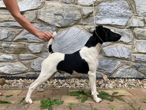 Foxterier hladkosrstý