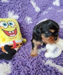 Kavalír king charles spaniel štenátka s PP