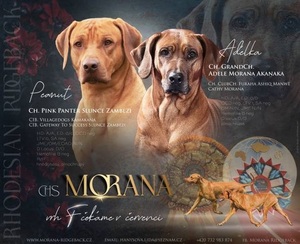 ChS Morana zadá štenata RR s PP