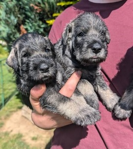 Štenata Knírace stredního pepr a sul