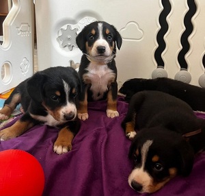 Entlebušský salašnícky pes