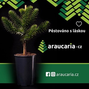 Blahocet cilský - Araucaria araucana
