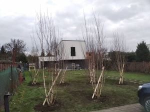 Prodej vzrostlých drevin - celá CR