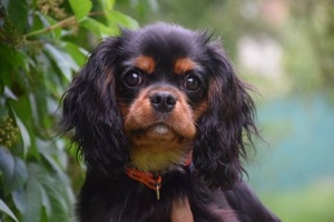 Kavalír king charles spaniel s PP štene