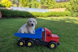 Labradorský retriever - štenátka s PP