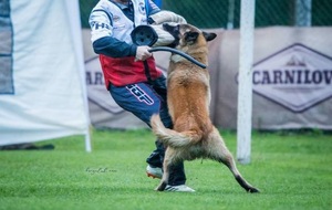 Štenata Belgický ovcák Tervueren - Pracovní spojen